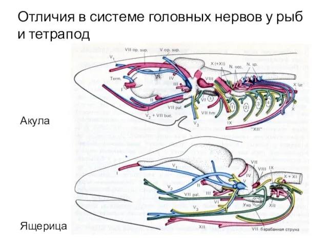 Отличия в системе головных нервов у рыб и тетрапод Акула Ящерица