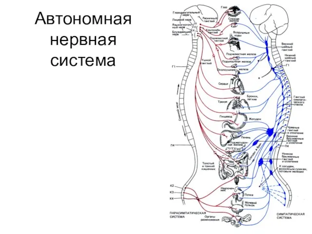 Автономная нервная система