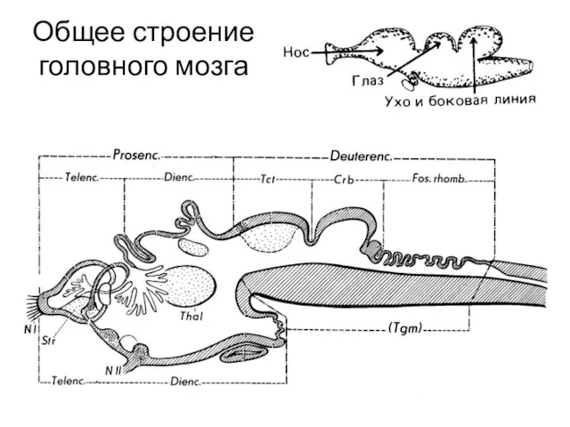 Общее строение головного мозга