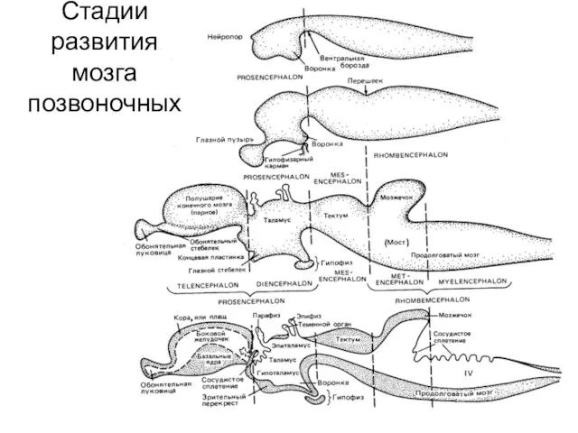 Стадии развития мозга позвоночных