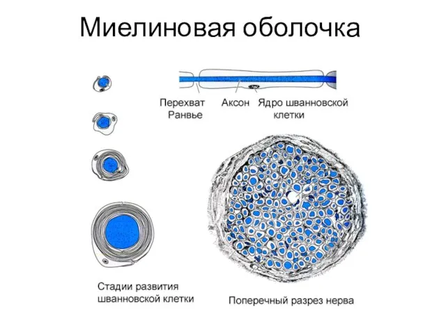 Миелиновая оболочка