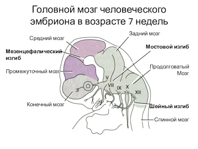 Головной мозг человеческого эмбриона в возрасте 7 недель Средний мозг Мезенцефалический изгиб