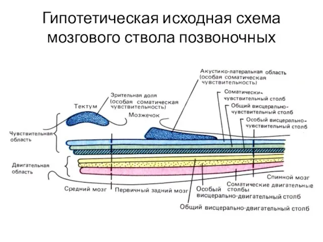 Гипотетическая исходная схема мозгового ствола позвоночных