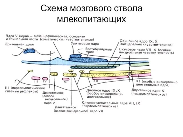 Схема мозгового ствола млекопитающих