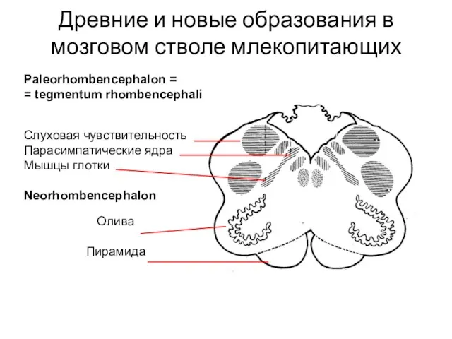 Древние и новые образования в мозговом стволе млекопитающих Paleorhombencephalon = = tegmentum