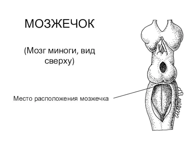 МОЗЖЕЧОК (Мозг миноги, вид сверху) Место расположения мозжечка