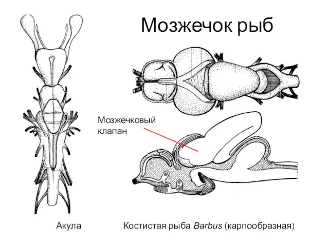 Мозжечок рыб Акула Костистая рыба Barbus (карпообразная) Мозжечковый клапан