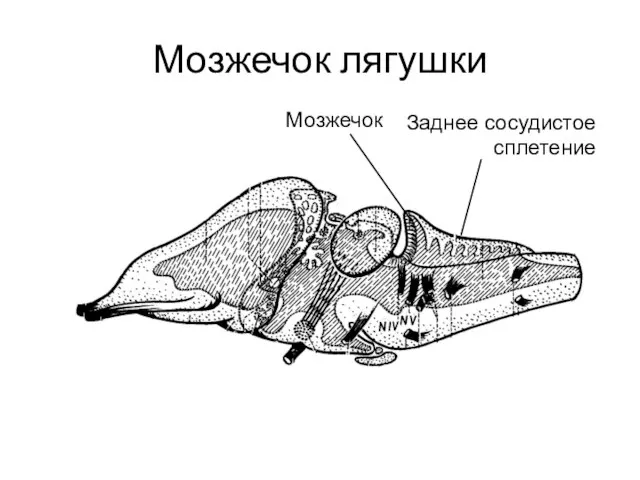 Мозжечок лягушки Мозжечок Заднее сосудистое сплетение