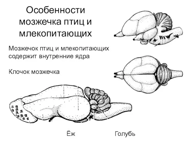 Особенности мозжечка птиц и млекопитающих Ёж Голубь Мозжечок птиц и млекопитающих содержит внутренние ядра Клочок мозжечка