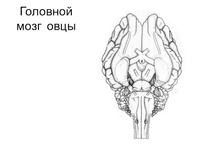 Головной мозг овцы