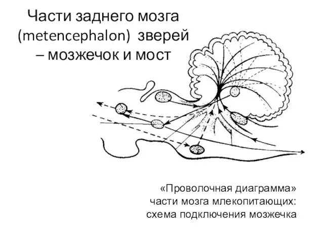 Части заднего мозга (metencephalon) зверей – мозжечок и мост «Проволочная диаграмма» части