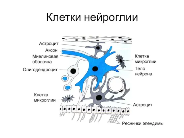 Клетки нейроглии