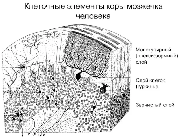 Клеточные элементы коры мозжечка человека Молекулярный (плексиформный) слой Слой клеток Пуркинье Зернистый слой