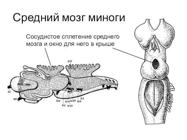 Средний мозг миноги Сосудистое сплетение среднего мозга и окно для него в крыше