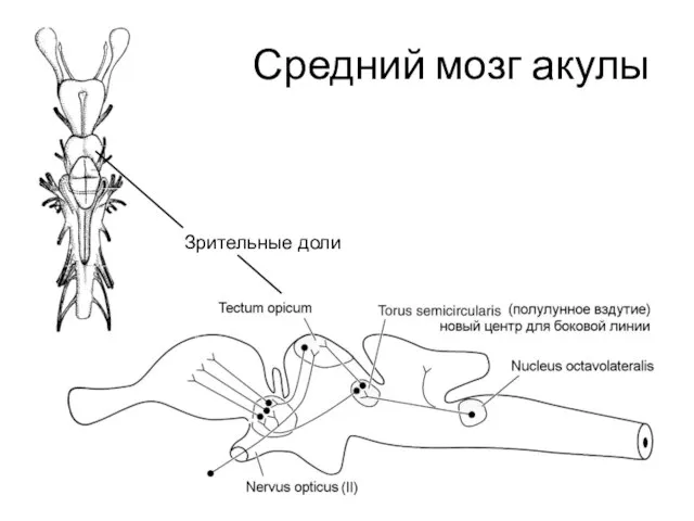 Средний мозг акулы Зрительные доли