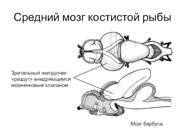 Средний мозг костистой рыбы Зрительный желудочек «раздут» внедряющимся мозжечковым клапаном Мозг барбуса