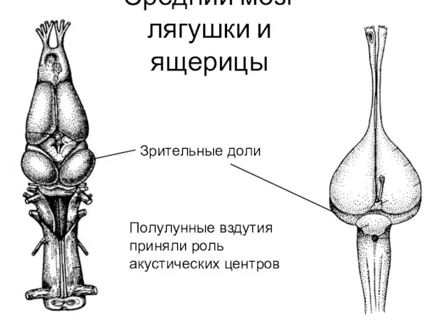 Зрительные доли Средний мозг лягушки и ящерицы Полулунные вздутия приняли роль акустических центров