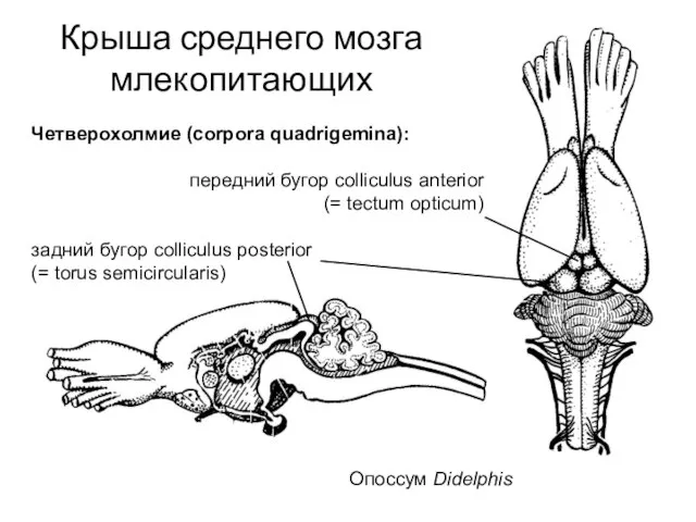 Крыша среднего мозга млекопитающих Опоссум Didelphis Четверохолмие (corpora quadrigemina): передний бугор colliculus