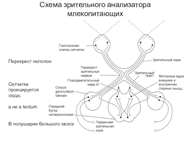 Схема зрительного анализатора млекопитающих Перекрест неполон Сетчатка проецируется сюда, а не в