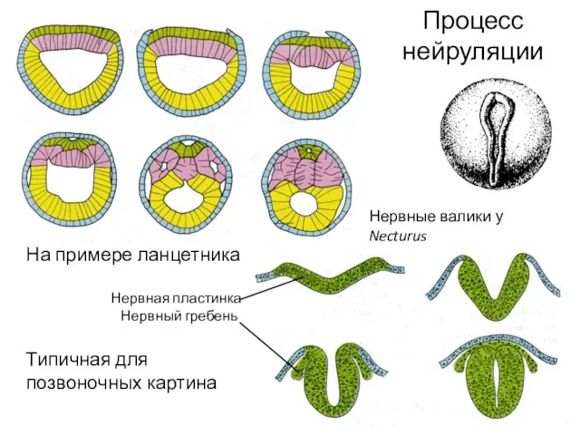 Процесс нейруляции На примере ланцетника Нервная пластинка Нервный гребень Типичная для позвоночных