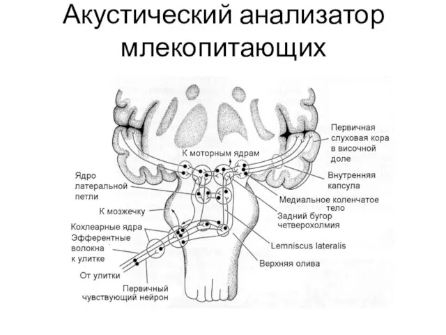 Акустический анализатор млекопитающих