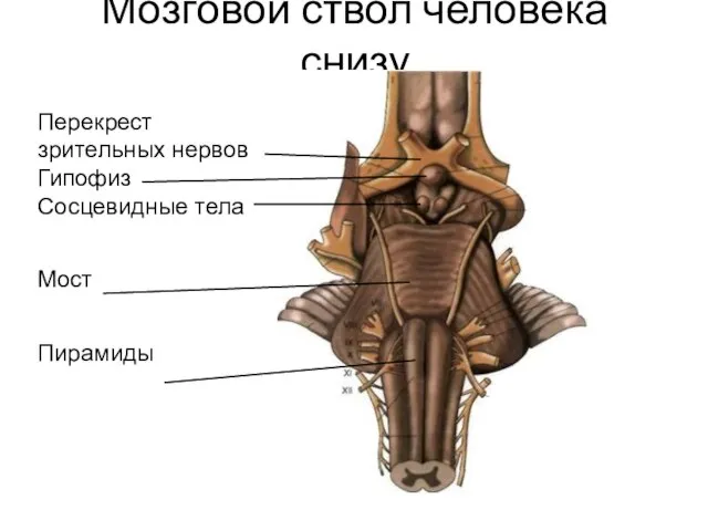 Мозговой ствол человека снизу Перекрест зрительных нервов Гипофиз Сосцевидные тела Мост Пирамиды