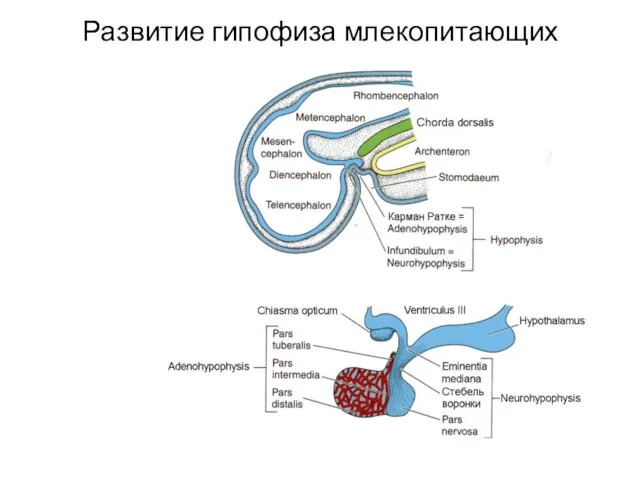 Развитие гипофиза млекопитающих