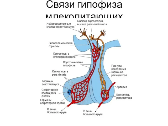 Связи гипофиза млекопитающих