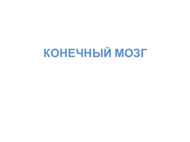 КОНЕЧНЫЙ МОЗГ