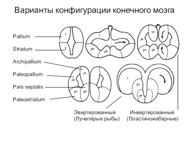 Варианты конфигурации конечного мозга Pallium Striatum Archipallium Paleopallium Pars septalis Paleostriatum Эвертированный Инвертированный (Лучепёрые рыбы) (Пластиножаберные)