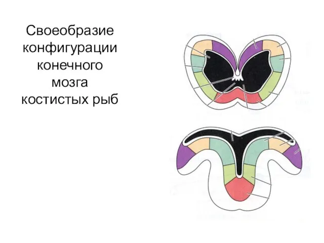 Своеобразие конфигурации конечного мозга костистых рыб