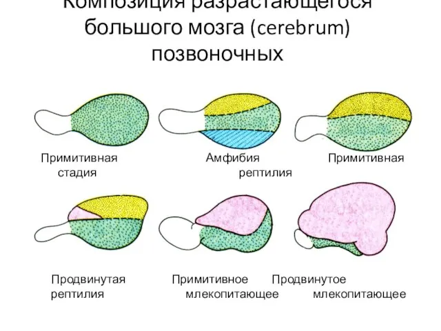 Композиция разрастающегося большого мозга (cerebrum) позвоночных Примитивная Амфибия Примитивная стадия рептилия Продвинутая