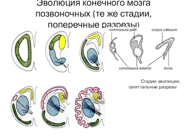 Эволюция конечного мозга позвоночных (те же стадии, поперечные разрезы) Стадии эволюции, сагиттальные разрезы