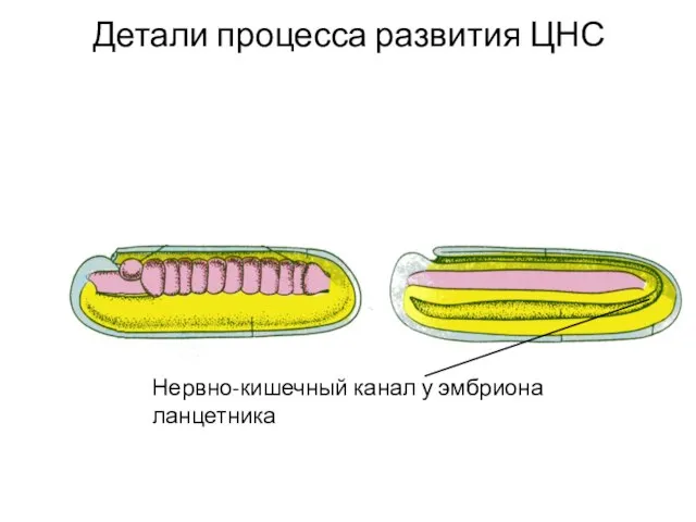 Детали процесса развития ЦНС Нервно-кишечный канал у эмбриона ланцетника