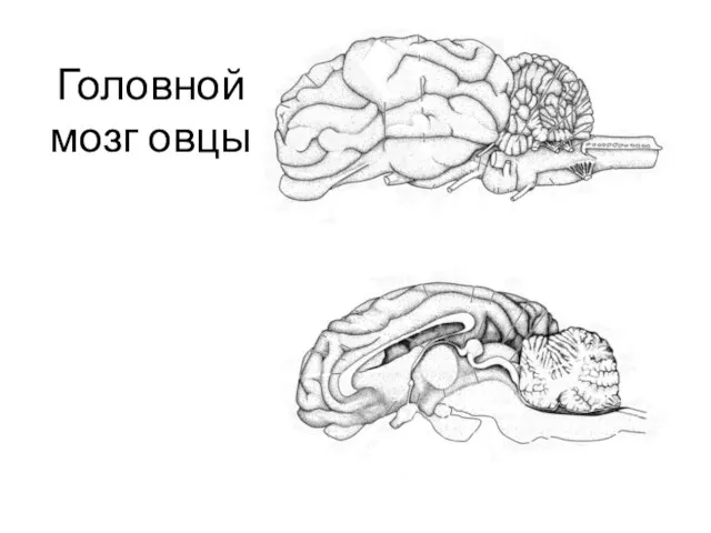 Головной мозг овцы