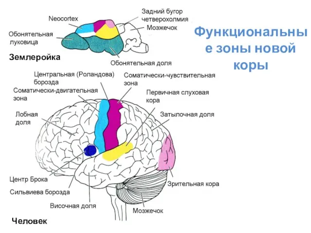 Функциональные зоны новой коры Землеройка Человек