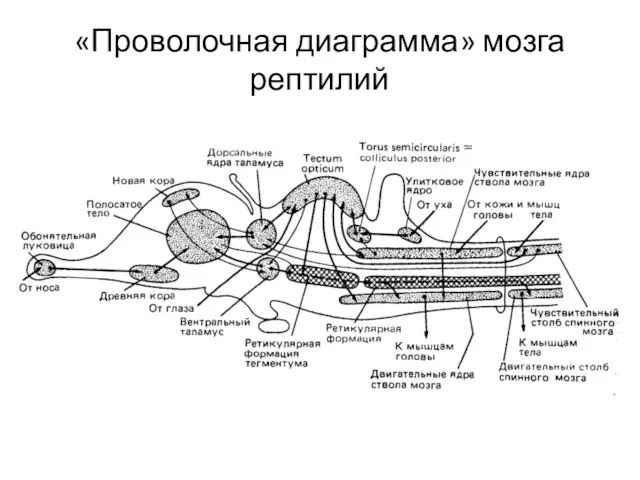 «Проволочная диаграмма» мозга рептилий