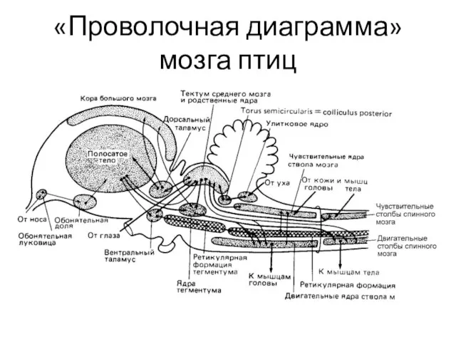 «Проволочная диаграмма» мозга птиц