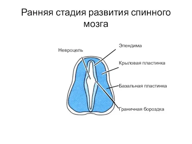 Ранняя стадия развития спинного мозга Эпендима Крыловая пластинка Базальная пластинка Граничная бороздка Невроцель