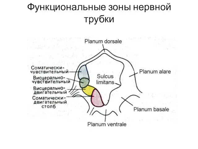 Функциональные зоны нервной трубки