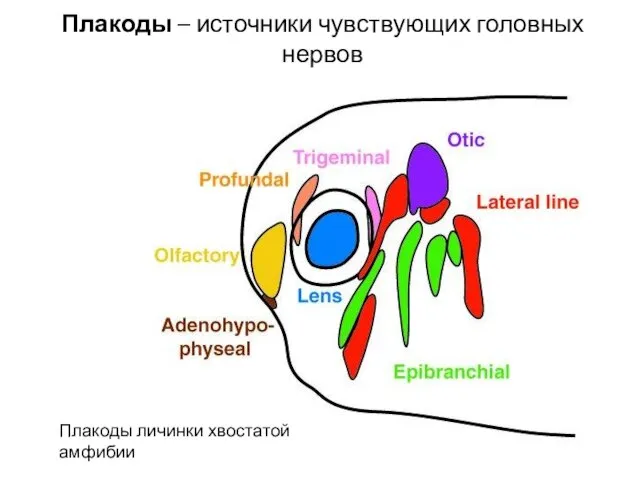 Плакоды – источники чувствующих головных нервов Плакоды личинки хвостатой амфибии