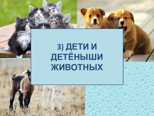 3) ДЕТИ И ДЕТЁНЫШИ ЖИВОТНЫХ