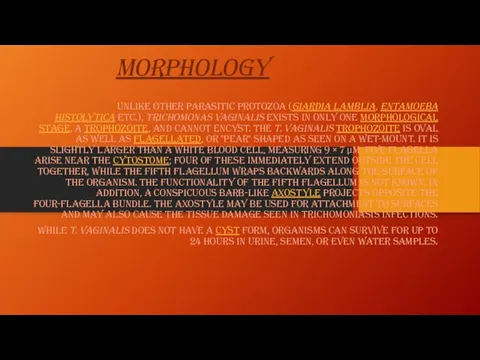 Morphology Unlike other parasitic protozoa (Giardia lamblia, Entamoeba histolytica etc.), Trichomonas vaginalis