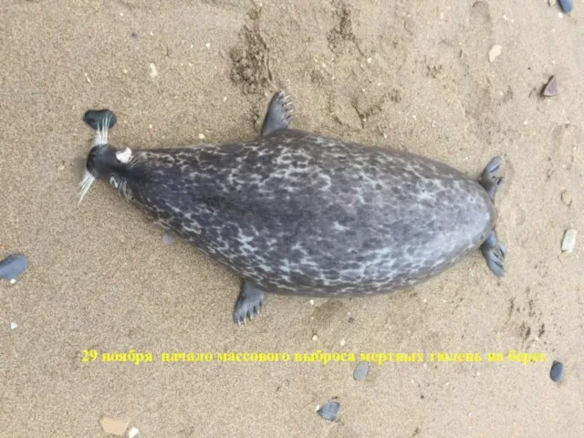 29 ноября начало массового выброса мертвых тюлень на берег.