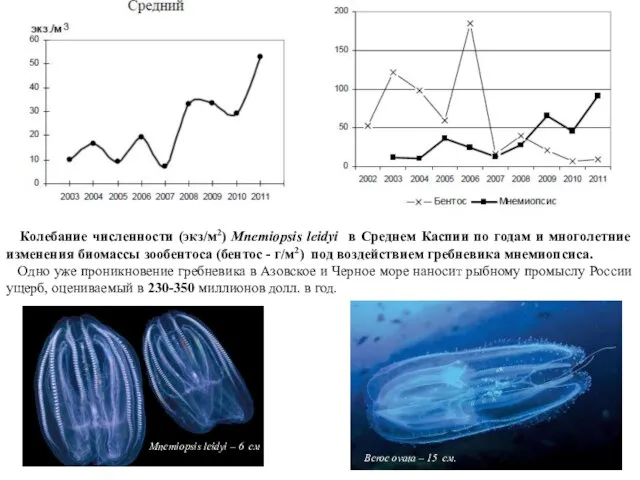 Колебание численности (экз/м2) Mnemiopsis leidyi в Среднем Каспии по годам и многолетние