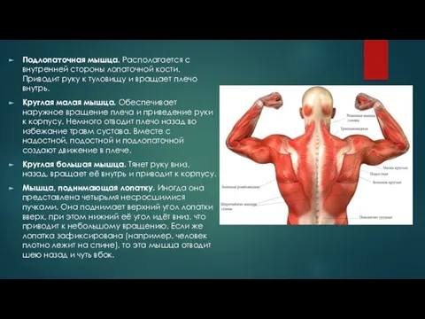 Подлопаточная мышца. Располагается с внутренней стороны лопаточной кости. Приводит руку к туловищу