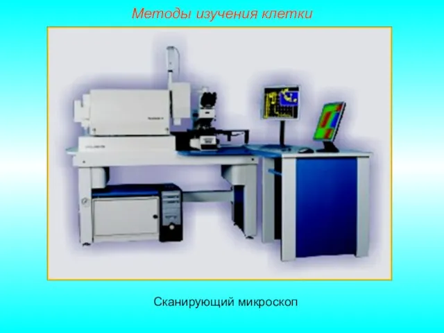 Методы изучения клетки Сканирующий микроскоп