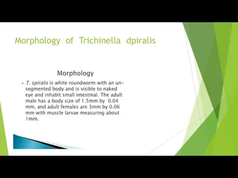 Morphology of Trichinella dpiralis