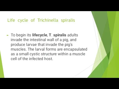 Life cycle of Trichinella spiralis To begin its lifecycle, T. spiralis adults