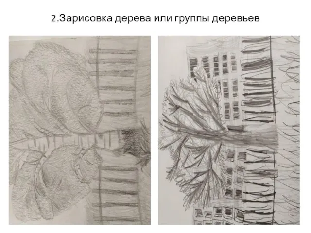 2.Зарисовка дерева или группы деревьев